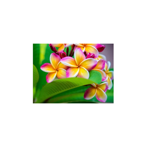 602flowers brand logo for 602flowers.com