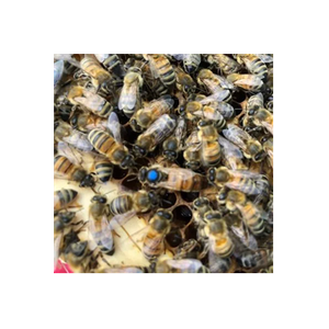 Becky's Bees brand logo for beckysbeesonlineshop.co.uk