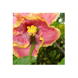 Bed and Breakfast Hilo Hawaii brand logo for bed-and-breakfast-hilo-hawaii.com