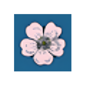 Bella Grace brand logo for bellagraceplanners.com