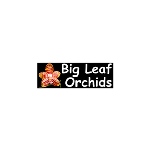 Big Leaf Orchids brand logo for bigleaforchids.com