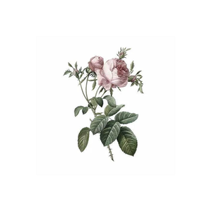 Bios Apothecary brand logo for biosapothecary.com