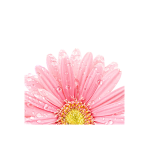 Bloom Salon brand logo for bloomsalon.bar