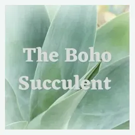 Boho Succulent brand logo for bohosucculent.com