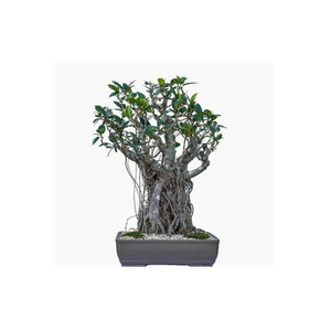 Bonsai Bay brand logo for bonsaibay.com.au