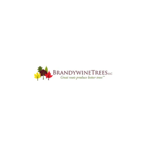 Brandywine Trees brand logo for brandywinetrees.com