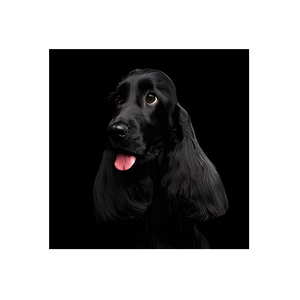 Brush Puppies brand logo for brushpuppiessheffield.co.uk