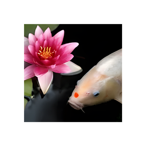 Cali Koi brand logo for calikoi.com