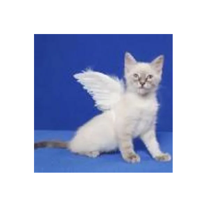 Cat Angels brand logo for catangelsnc.org