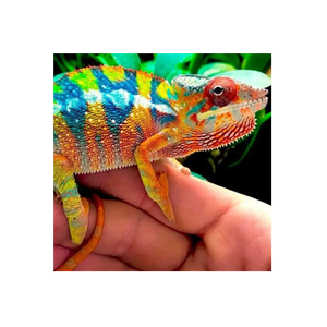 CB Reptile brand logo for cbreptile.com