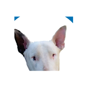 Cezar's Choice brand logo for cezarschoice.com.au