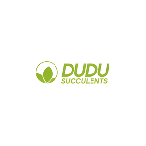 China Succulents brand logo for chinasucculents.com