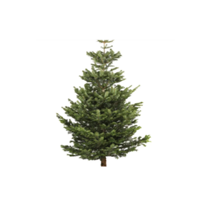 Christmas Trees Liverpool brand logo for christmastrees-liverpool.co.uk