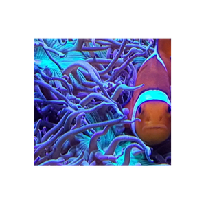 Collective Corals brand logo for collectivecorals.com