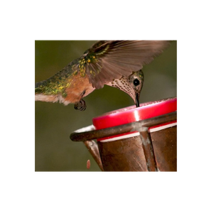 Copper Hummingbird brand logo for copperhummingbird.com