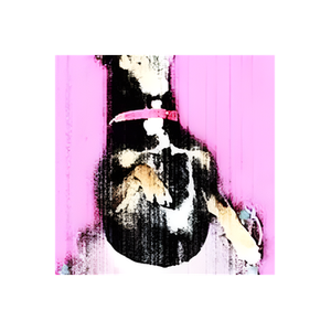 Dancing Dingo brand logo for dancingdingo.com