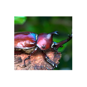 David's Beetles brand logo for davidsbeetles.com