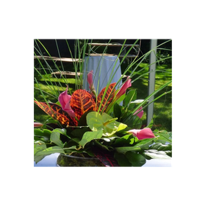 David S. Wesely Florist brand logo for davidsweseyflorist.net