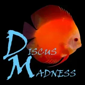 discusmadness brand logo for discusmadness.com