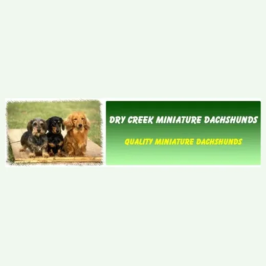 Dry Creek Mini Dachshunds brand logo for drycreekminidachshunds.com
