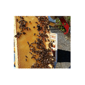 East Van Bees brand logo for eastvanbees.com