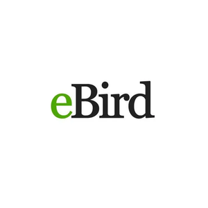 eBird brand logo for ebird.org