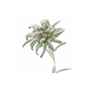 Edelweiss Florist brand logo for edelweissflorist.com