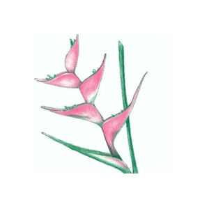 Edmonds Floral brand logo for edmondsfloral.com