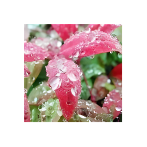 Evergreen Growers Supply brand logo for evergreengrowers.com