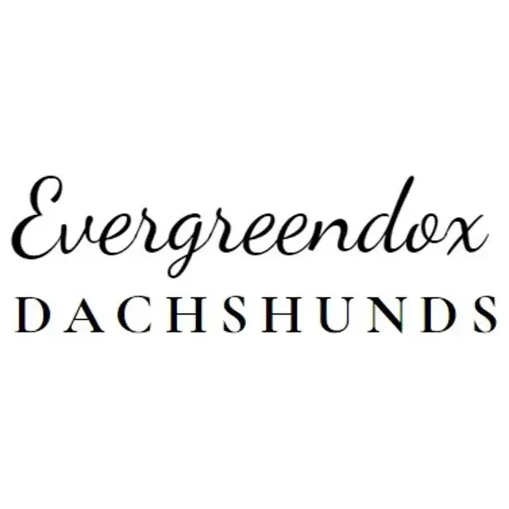 evergreendoxdachshunds brand logo for evergreendoxdachshunds.com