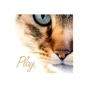 Feline Snoozers brand logo for felinesnoozers.com