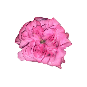 Flower and Bee brand logo for flowerandbeesynergy.com