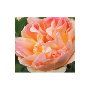 Fraser Valley Rose Farm brand logo for fraservalleyrosefarm.com
