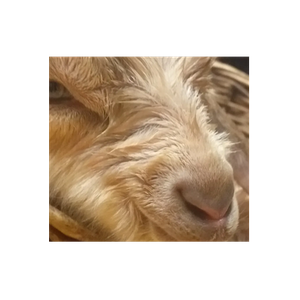 Gander's Goat brand logo for gandersgoat.com