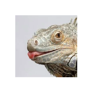 Green Iguana brand logo for greeniguanabath.com