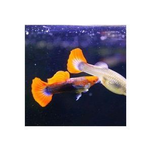 Guppy Barn brand logo for guppybarnaquatics.com