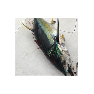 Hawaii Fishing Tackle brand logo for hawaiifishingtackle.com