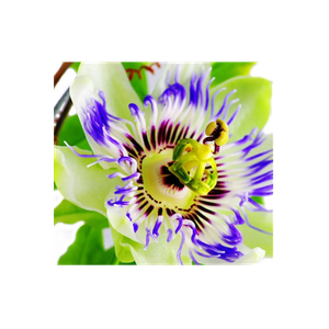 Hobby Hill Florist brand logo for hobbyhillflorist.com