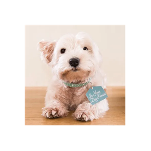 In Your Dog House Gifts brand logo for inyourdoghousegifts.com