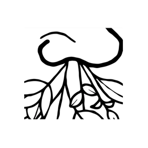 Jorum Studio brand logo for jorumstudio.com