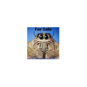 Jumping Spiders For Sale brand logo for jumpingspidersforsale.com