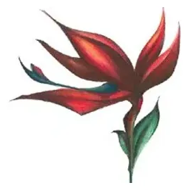 Kauai Juice Co brand logo for kauaijuiceco.com