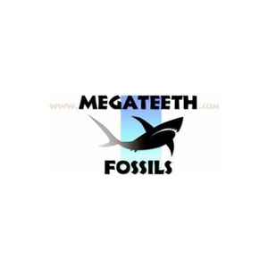 MegaTeeth brand logo for megateeth.com