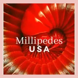 millipedesusa brand logo for millipedesusa.com