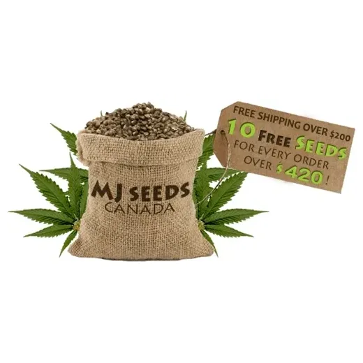 mjseedscanada brand logo for mjseedscanada.com