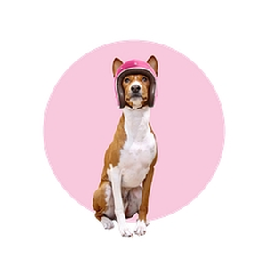 Petsy brand logo for petsy.com.au