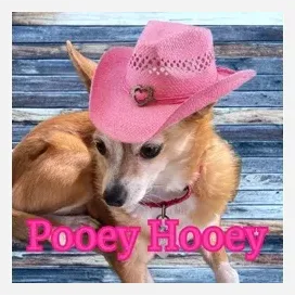 pooeyhooey brand logo for pooeyhooey.com