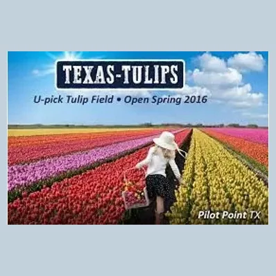 texas-tulips brand logo for texas-tulips.com