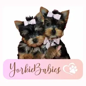 yorkiebabies brand logo for yorkiebabies.com